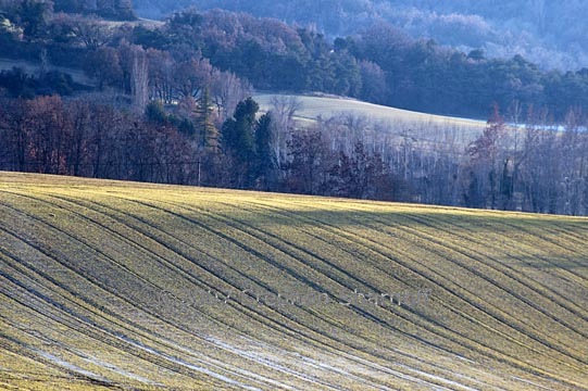 winter fields provence 1 graphic